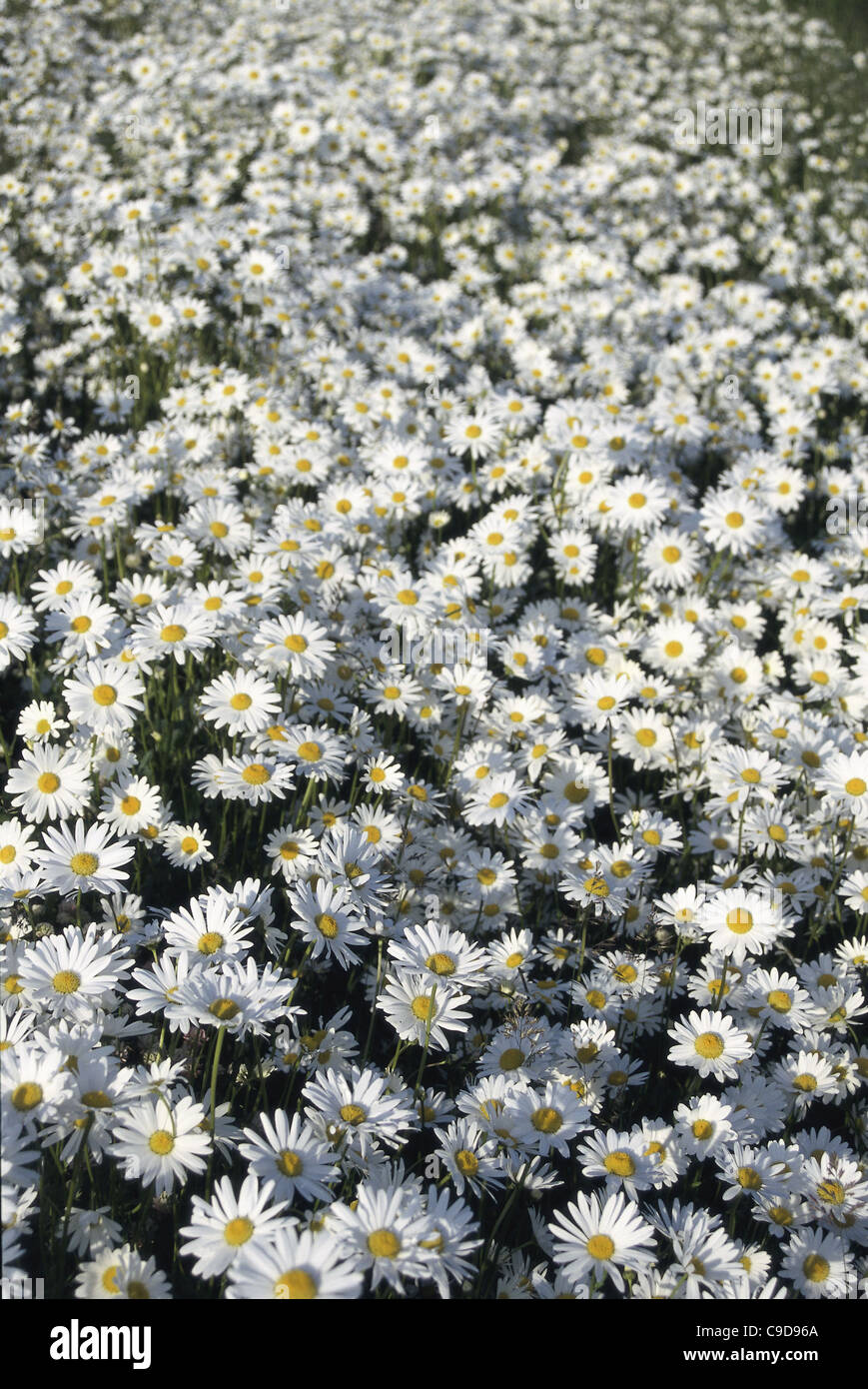 Field of Oxeye Daisies Stock Photo - Alamy