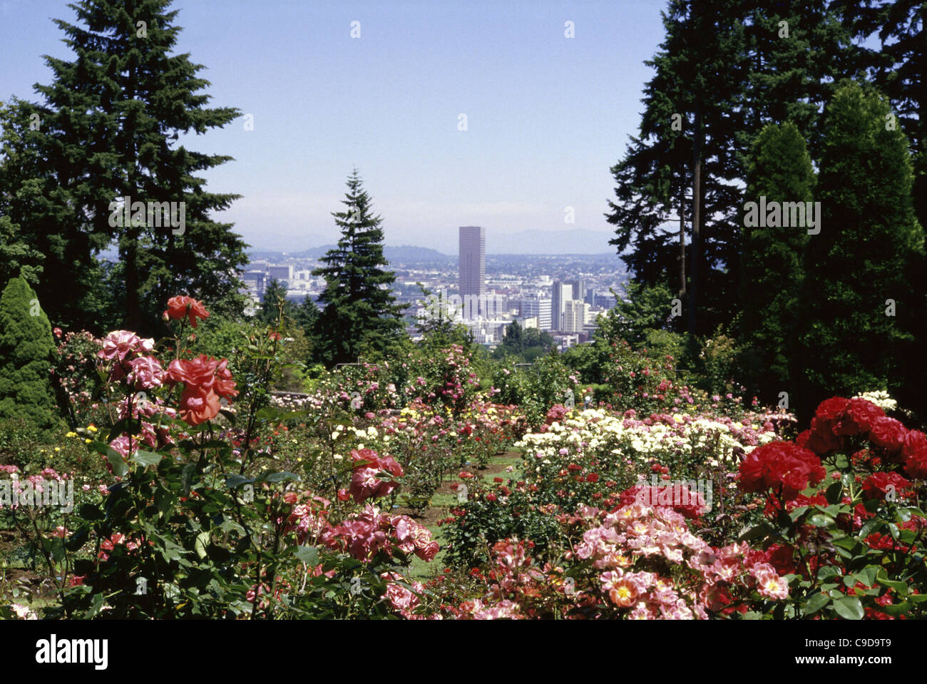 Flowering plants, Portland, Oregon, USA Stock Photo Alamy