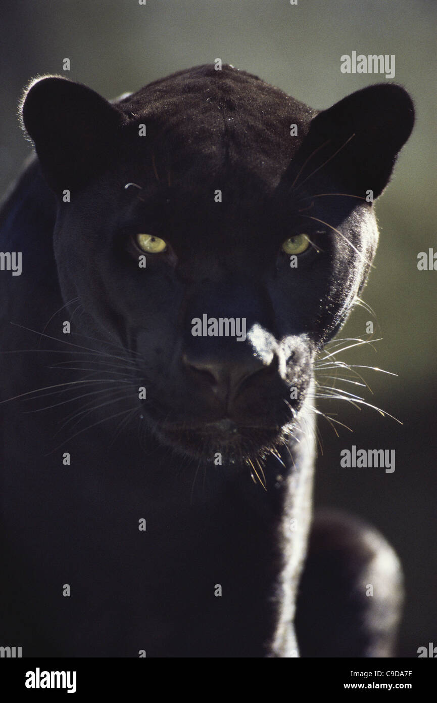 Black leopard animal hi-res stock photography and images - Alamy