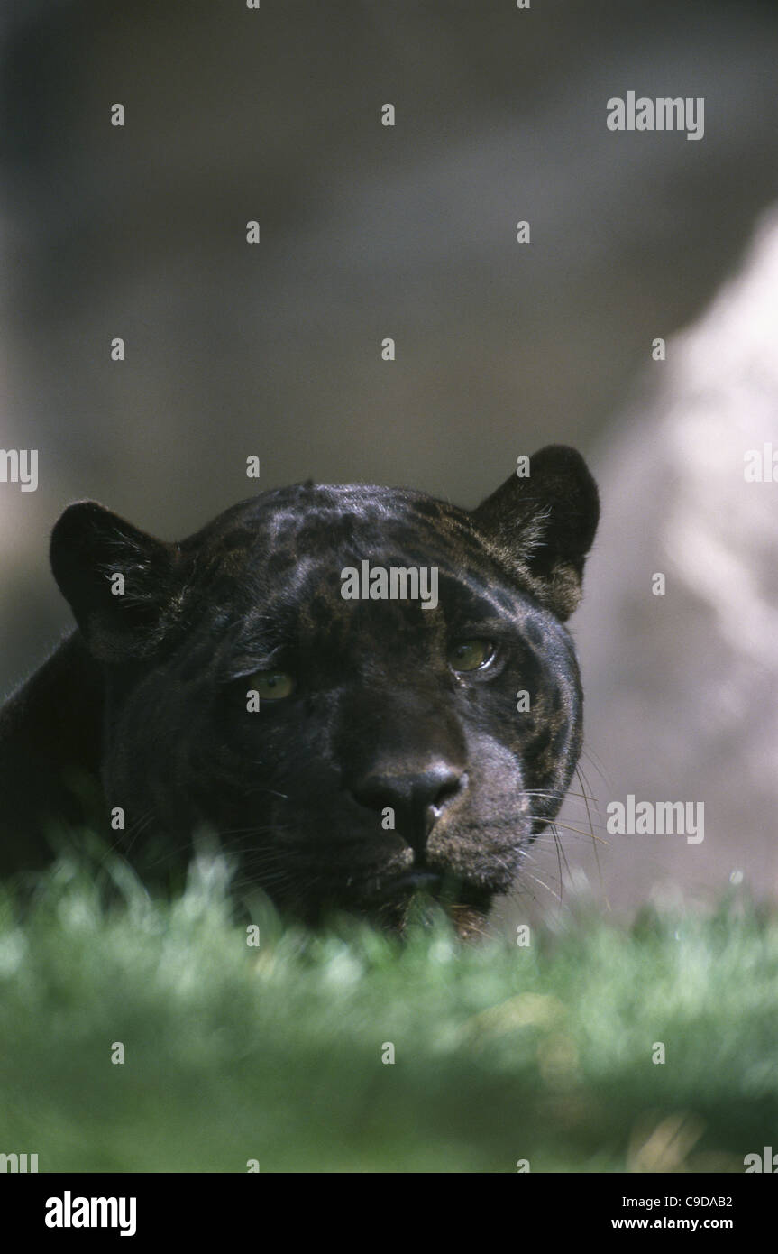 Close-up of a Black Jaguar (Panthera Onca Stock Photo - Alamy