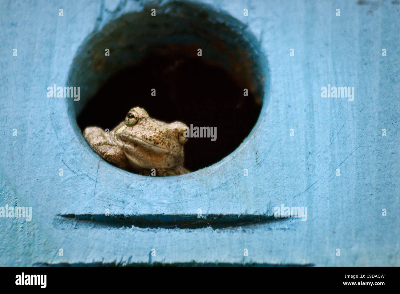 A frog sitting in a birdhouse in a tree. Stock Photo