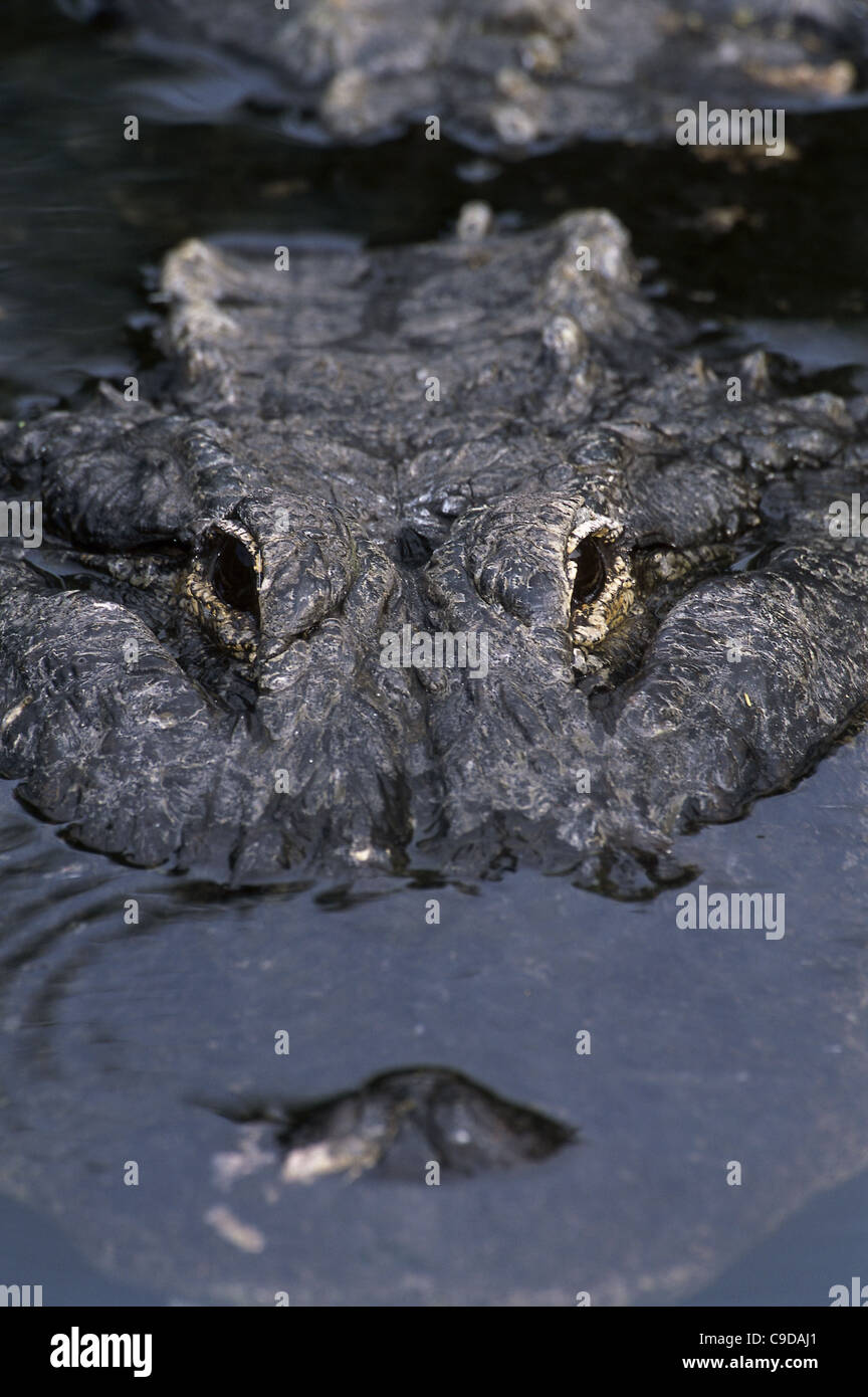 Close-up of an alligator Stock Photo