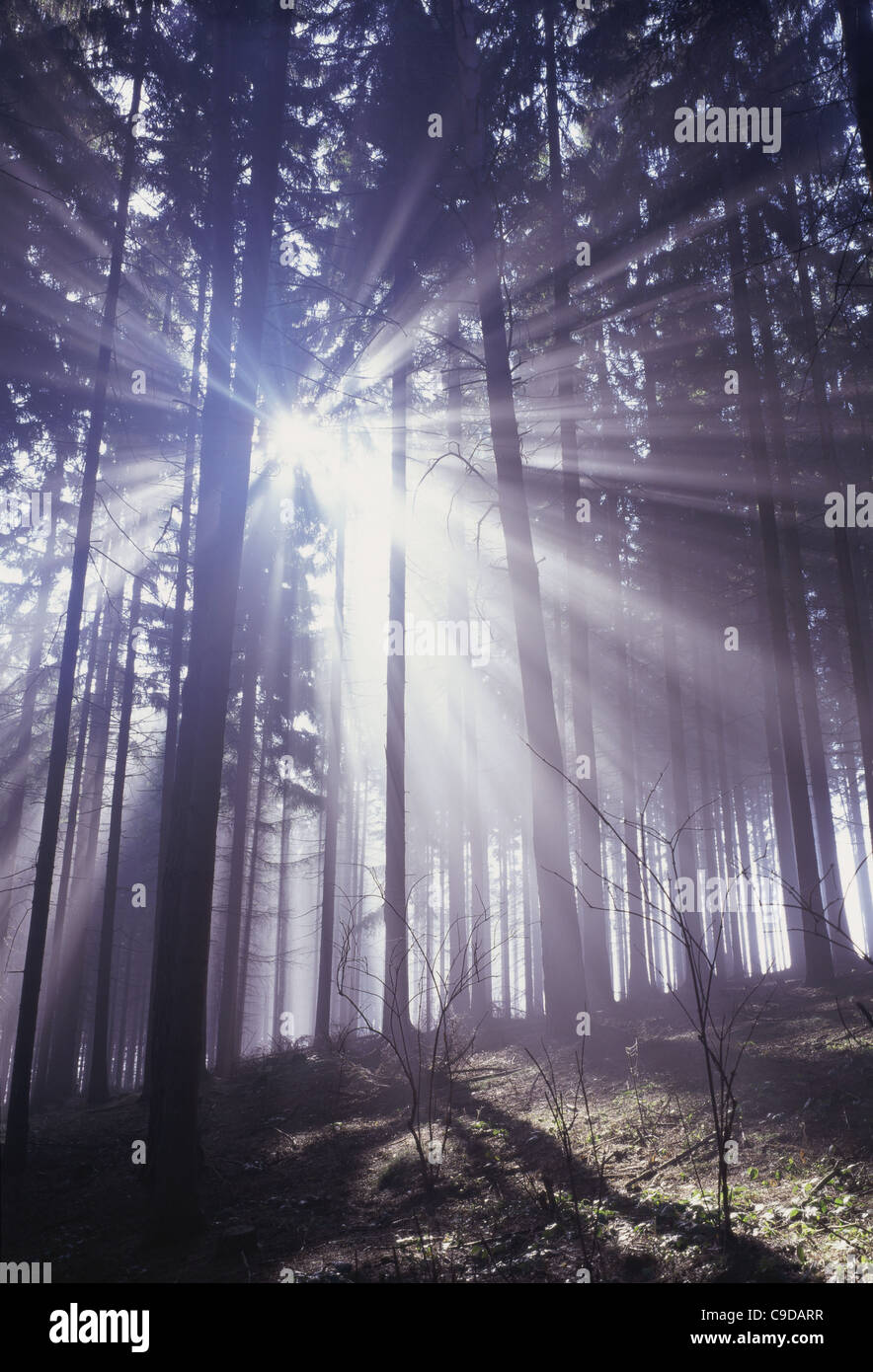 Sunlight shining through trees in a forest Stock Photo - Alamy