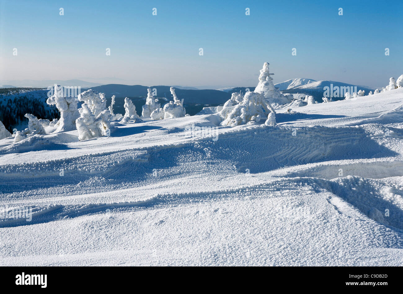 Snow covered trees on a polar landscape, Karkonosze Mountains, Czech Republic Stock Photo