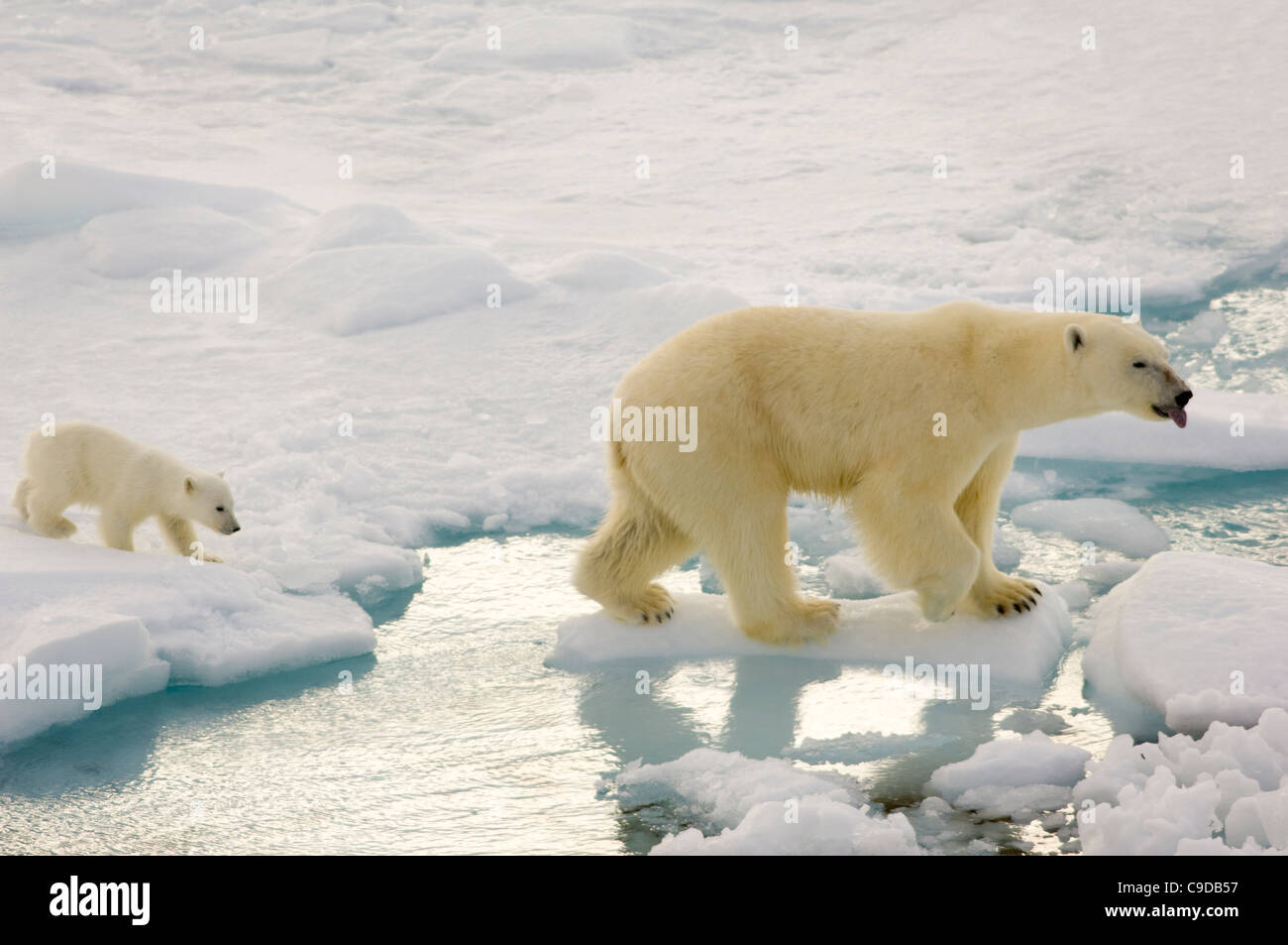 Female Polar Bear  (Ursus maritimus) with a young cub walking on floating drift ice, Freemansundet (between Barentsøya and Edgeøya), Svalbard Archipelago, Norway Stock Photo