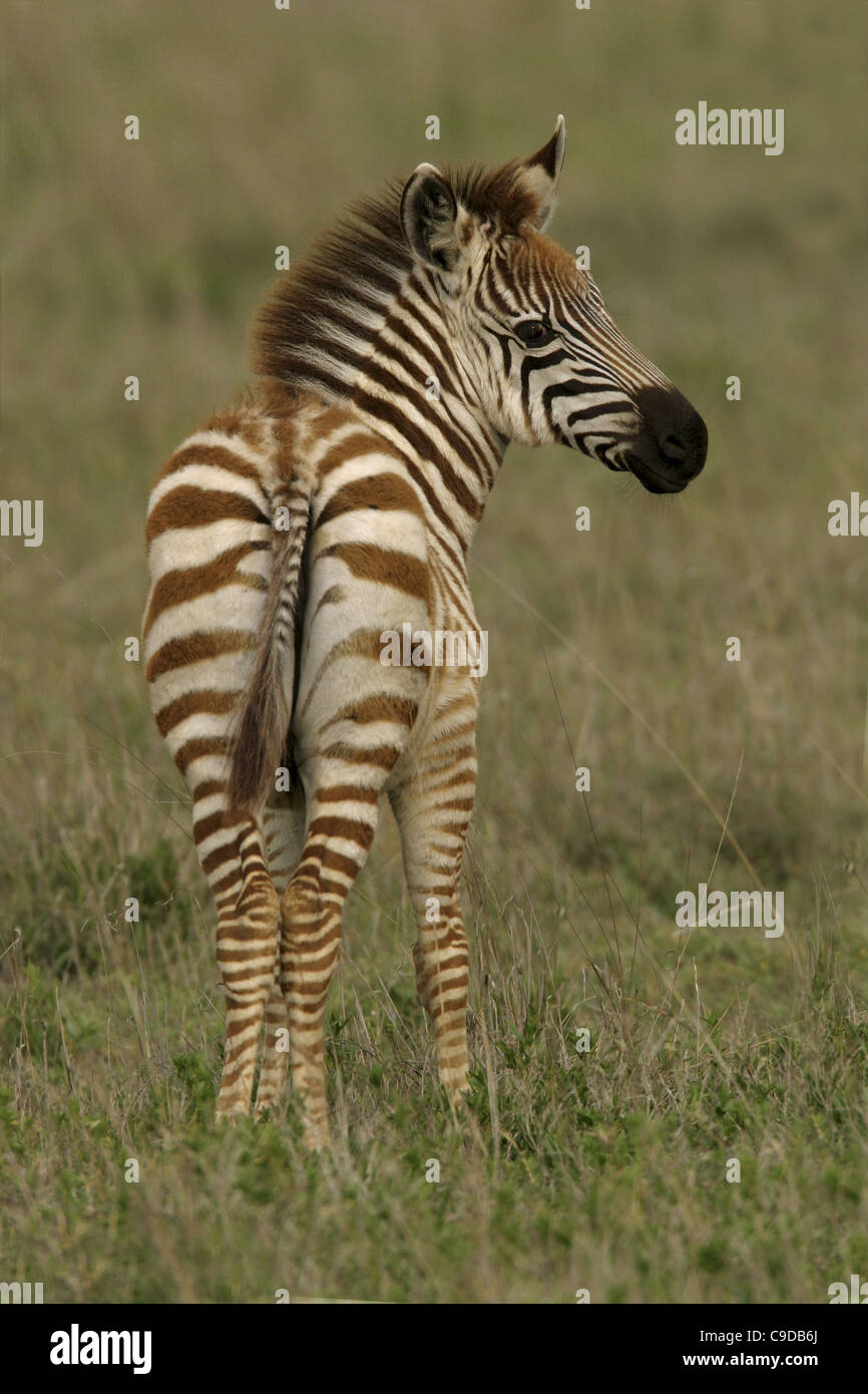 Rear view of a zebra foal Stock Photo - Alamy