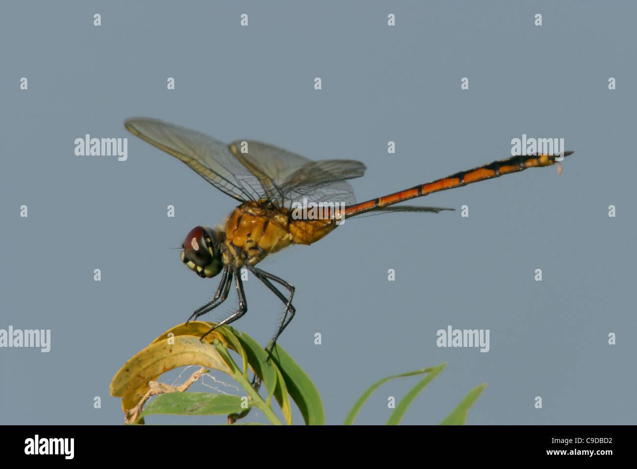 Close-up of a dragonfly on a plant Stock Photo - Alamy