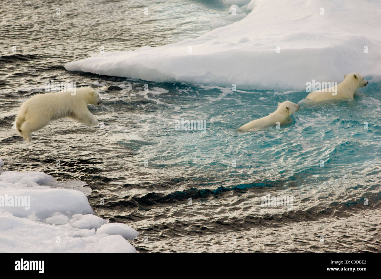 Young Polar Bear cub (Ursus maritimus) jumping into the sea from floating drift ice, after it's two siblings,  Freemansundet (between Barentsøya and Edgeøya), Svalbard Archipelago, Norway Stock Photo