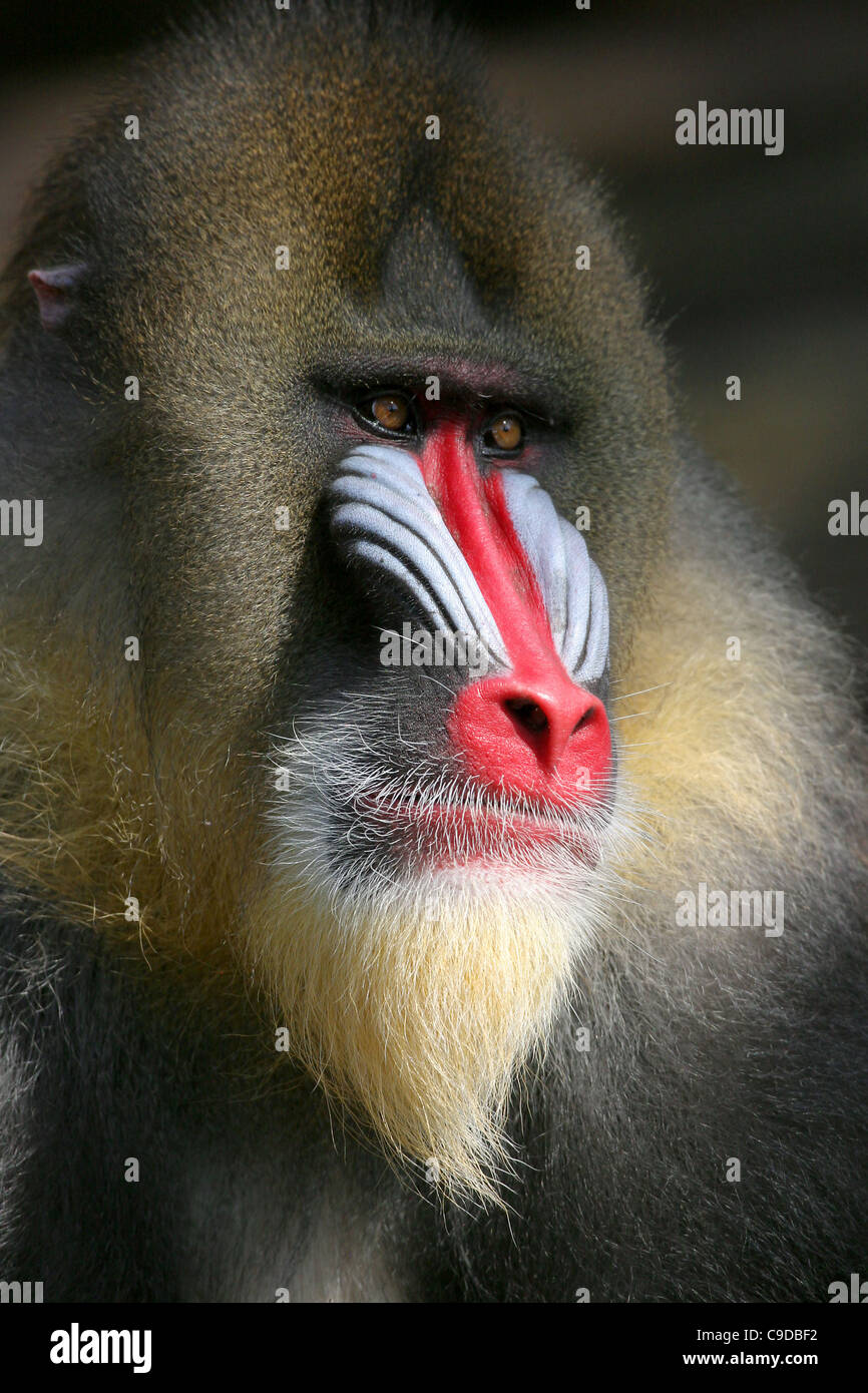 Mandrill Rear Mandrill hi-res stock photography and images - Alamy
