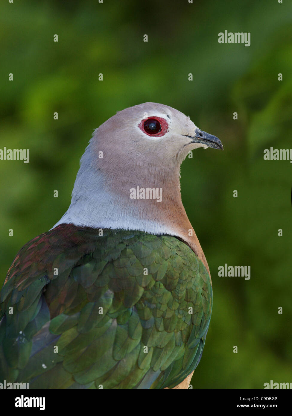 Close-up of a Purple-tailed Imperial Pigeon Stock Photo