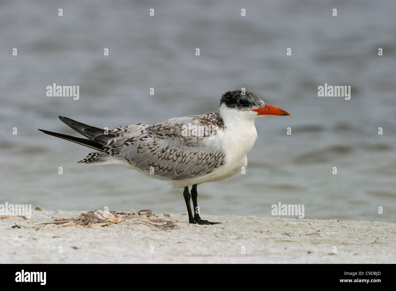 Close-up of a juvenile Caspian Tern perching on the beach (Sterna caspia) Stock Photo