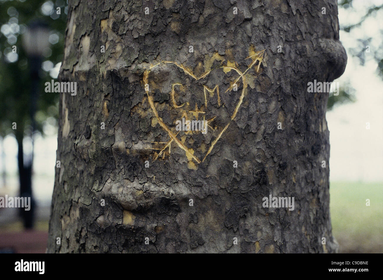 Close-up of a heart carved on a tree trunk Stock Photo