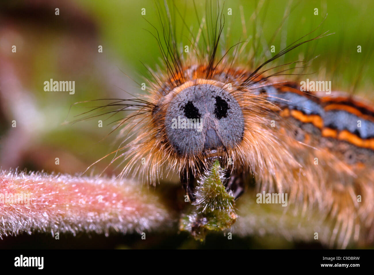 Lackey moth (Malacosoma neustria : Lasiocampidae), caterpillar eating birch, UK. Stock Photo