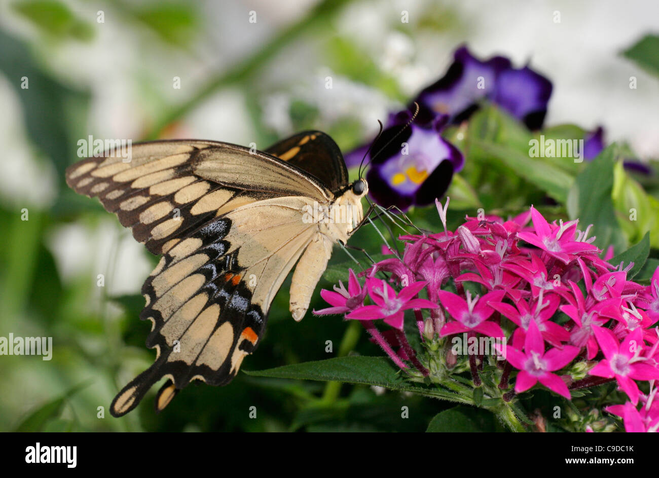 Close-up of a Giant Swallowtail Butterfly on flowers pollinating (Papilio cresphontes) Stock Photo