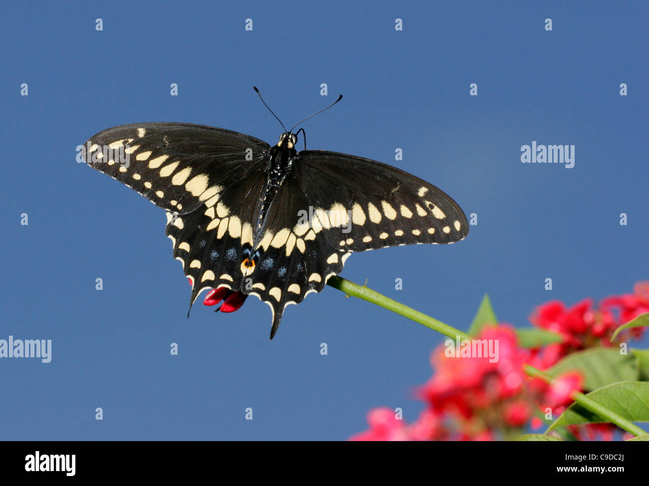Low angle view of a Black Swallowtail Butterfly on a twig (Papilio polyxenes) Stock Photo