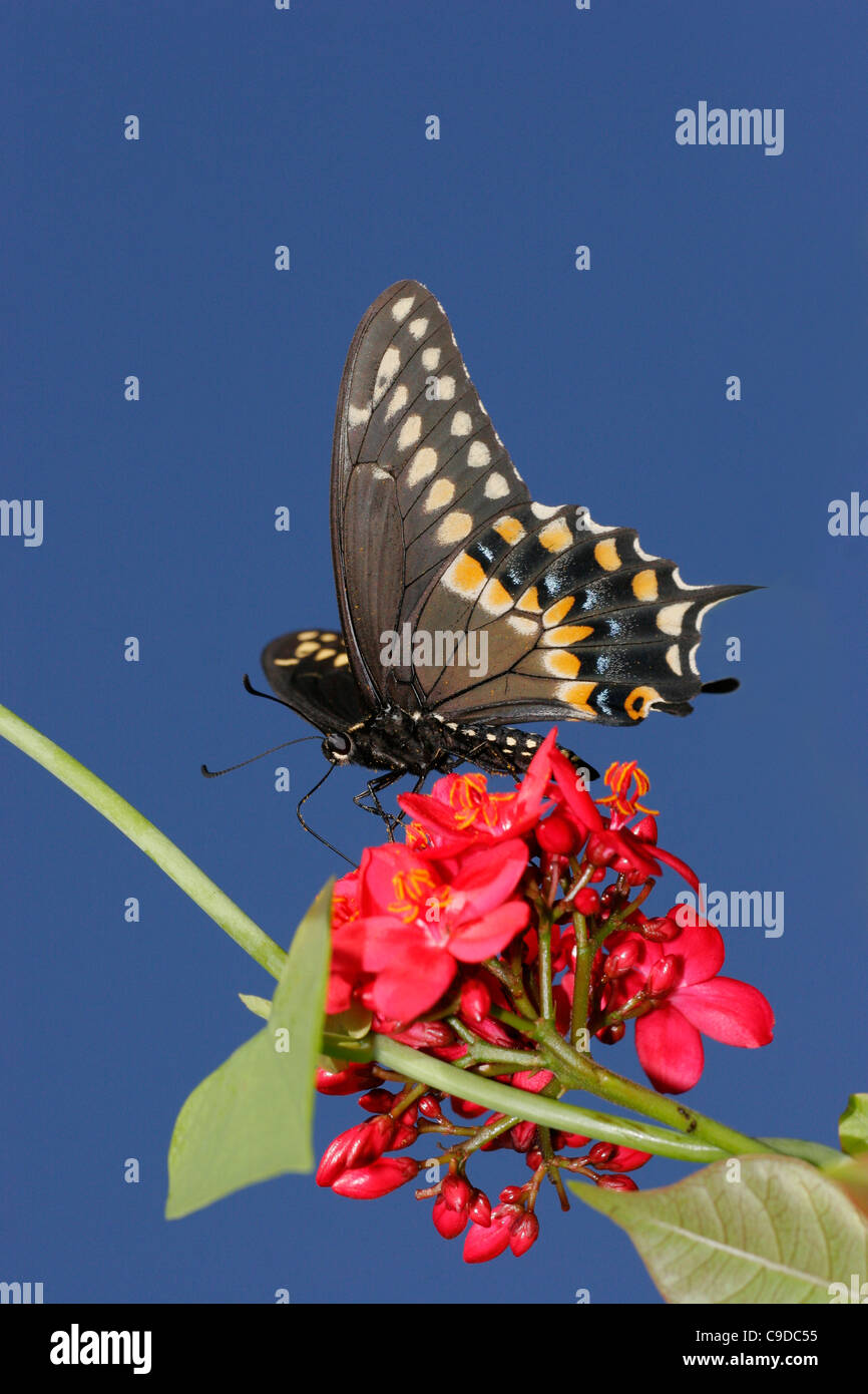 Low angle view of a Black Swallowtail Butterfly on a flower pollinating (Papilio polyxenes) Stock Photo