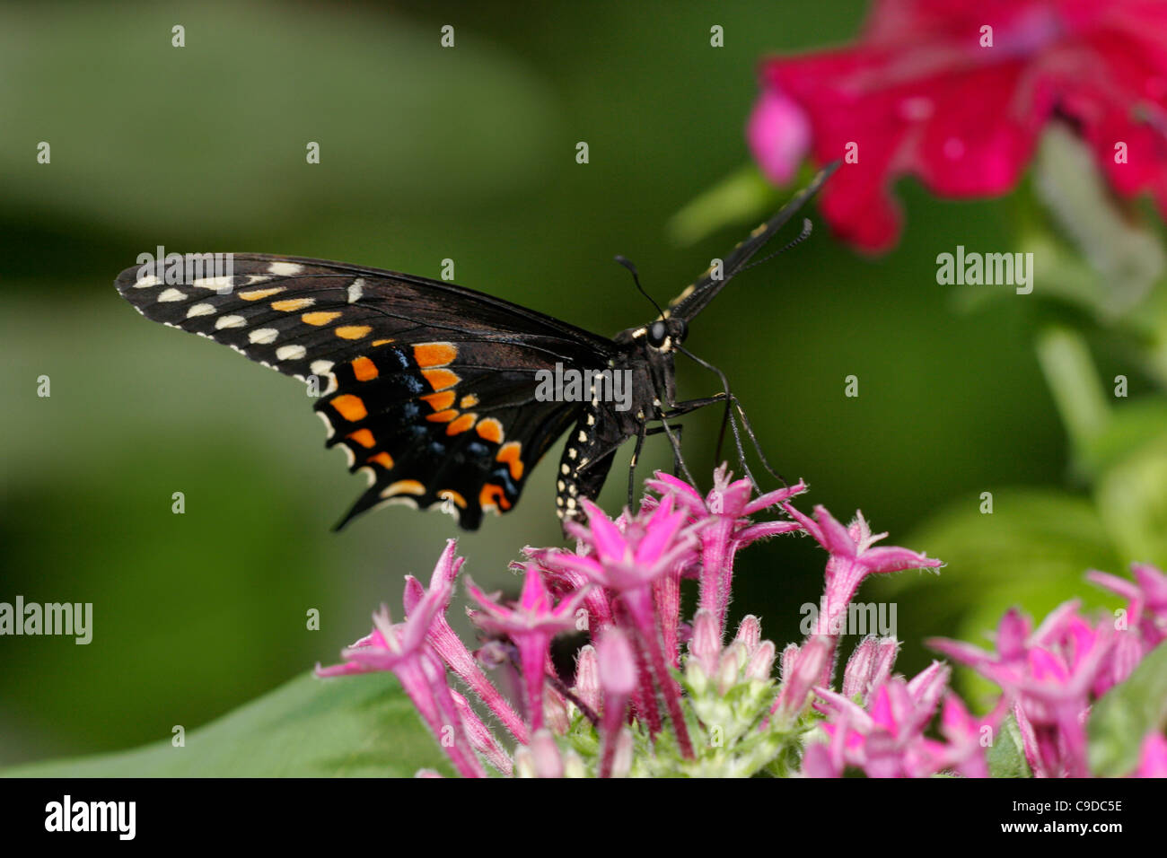 Close-up of a Black Swallowtail Butterfly on a flower pollinating (Papilio polyxenes) Stock Photo