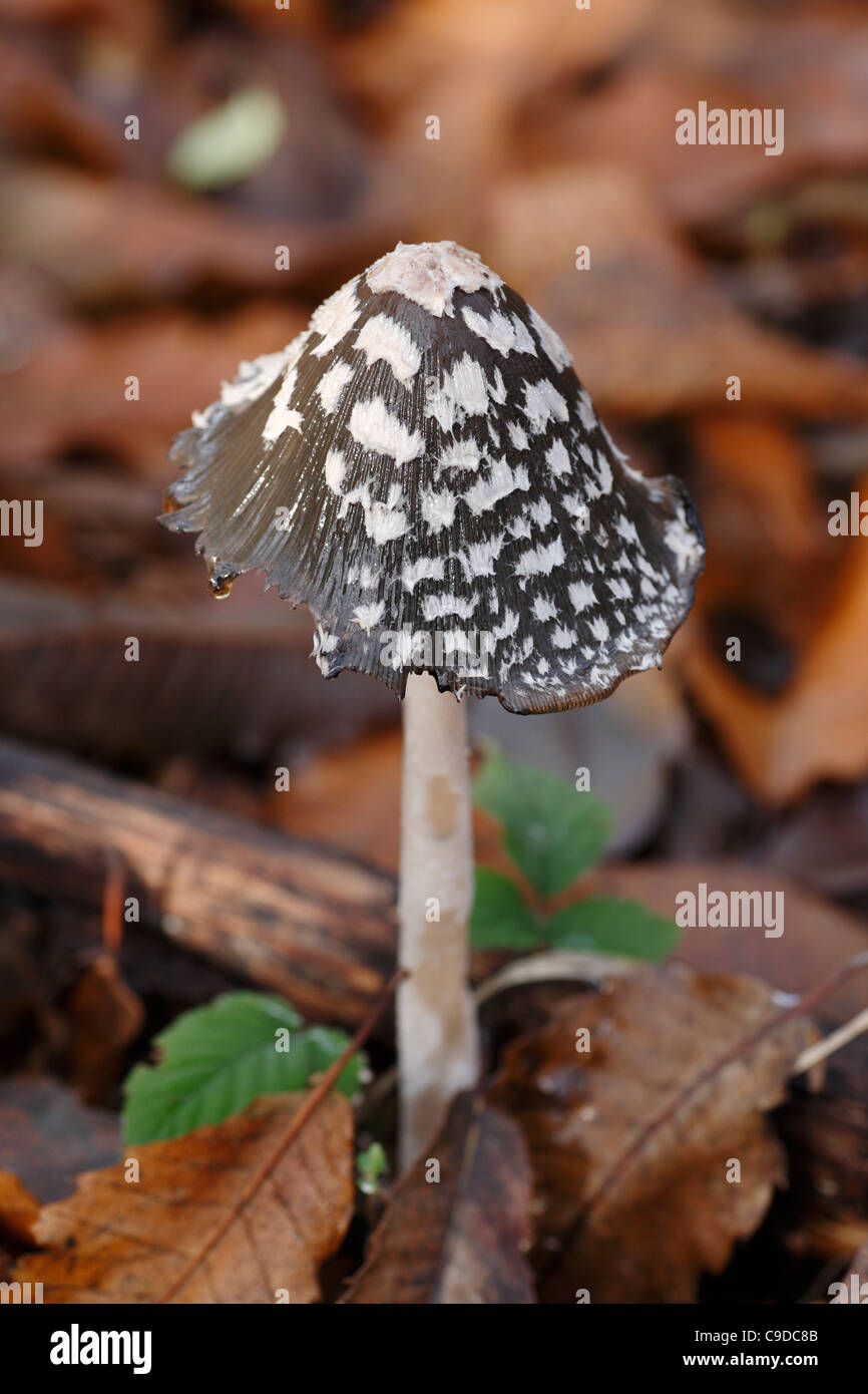 A Magpie Inkcap mushroom just starting to decay Stock Photo