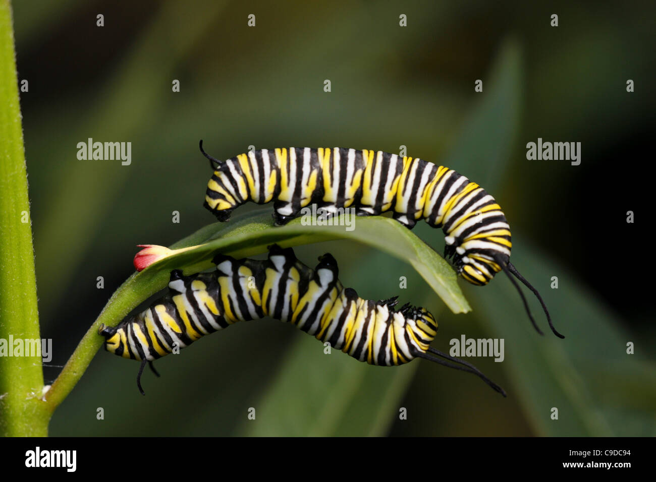 Close-up of two Monarch Caterpillars on a leaf (Danaus plexippus Stock ...