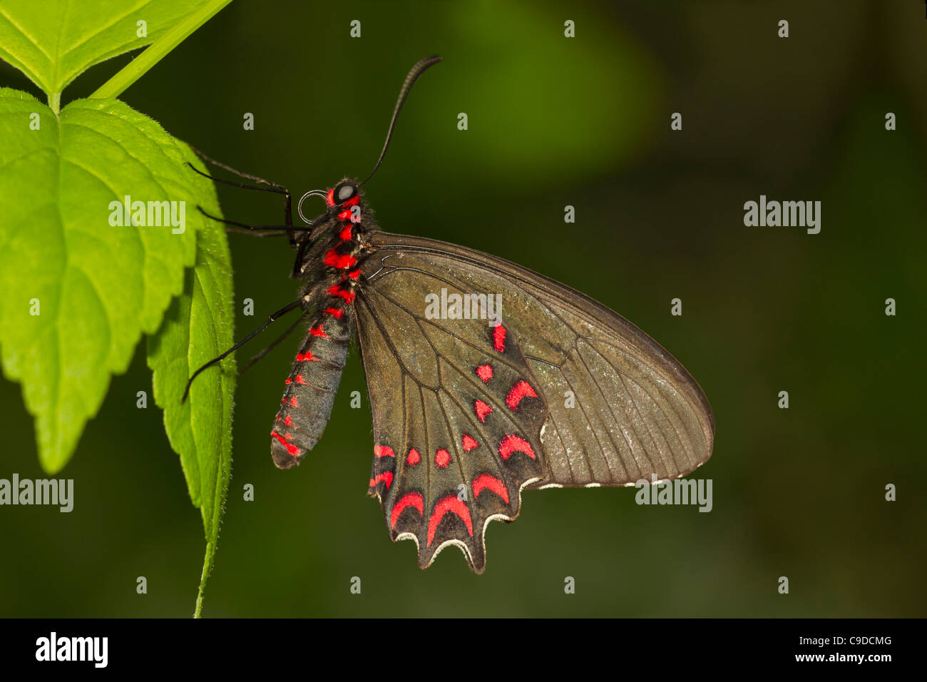 Parides Photinus, Pink-spotted Cattleheart, underwing view Stock Photo