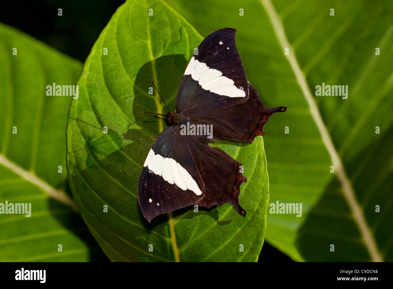 Silver-studded Leafwing (Hypna clytemnestra mexicana), directly above Stock Photo