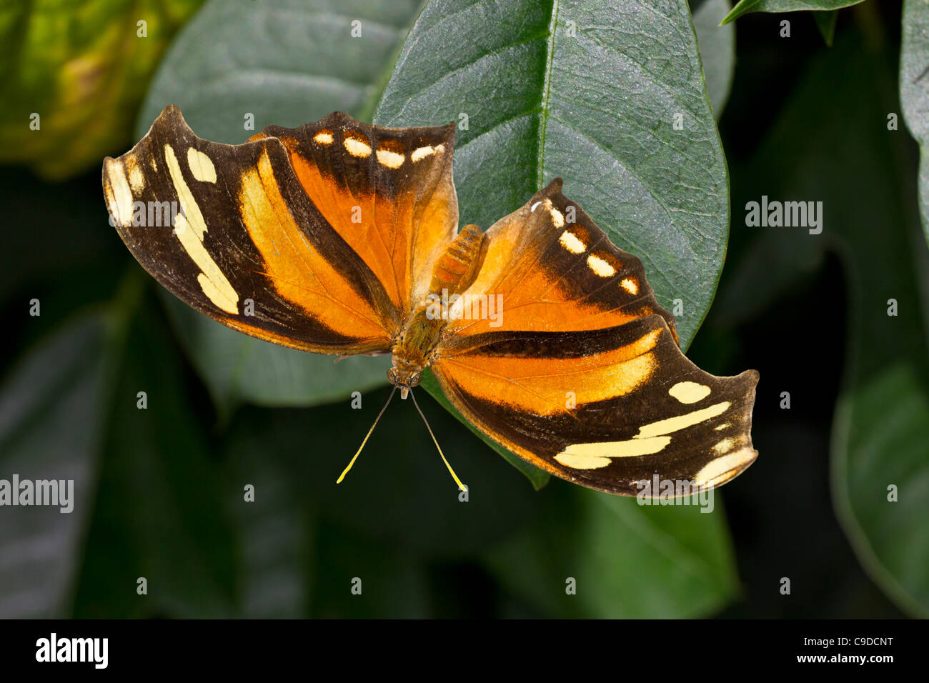 Consul Fabius Tiger Leafwing (Consul fabius), directly above Stock Photo - Alamy