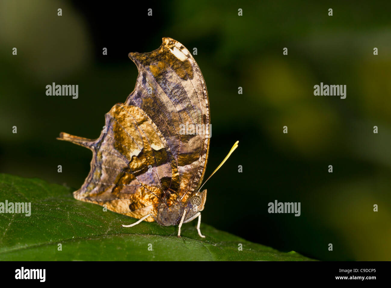 Consul Fabius Tiger Leafwing (Consul fabius), side view Stock Photo - Alamy