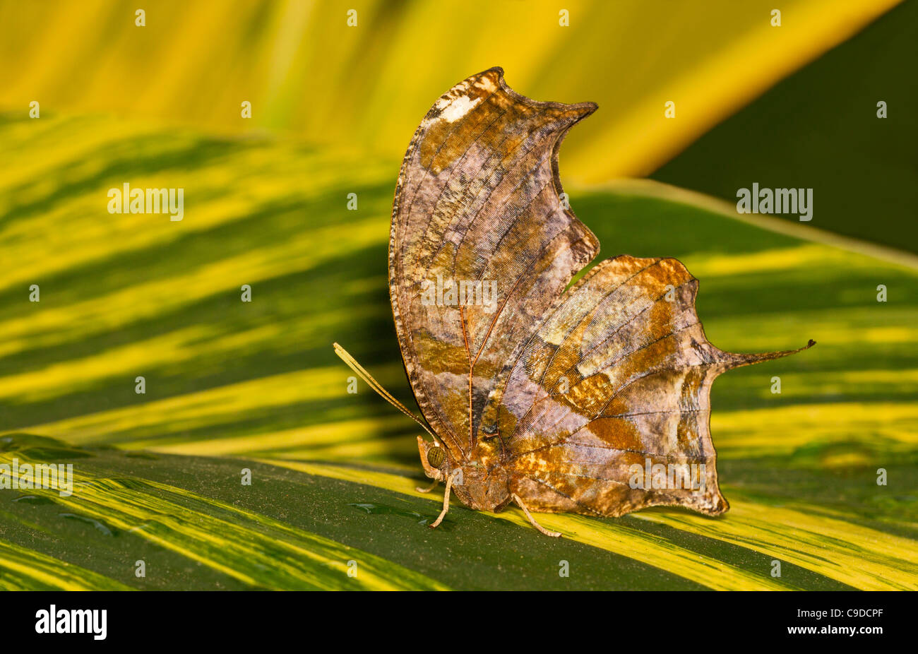 Consul Fabius Tiger Leafwing (Consul fabius), side view Stock Photo - Alamy