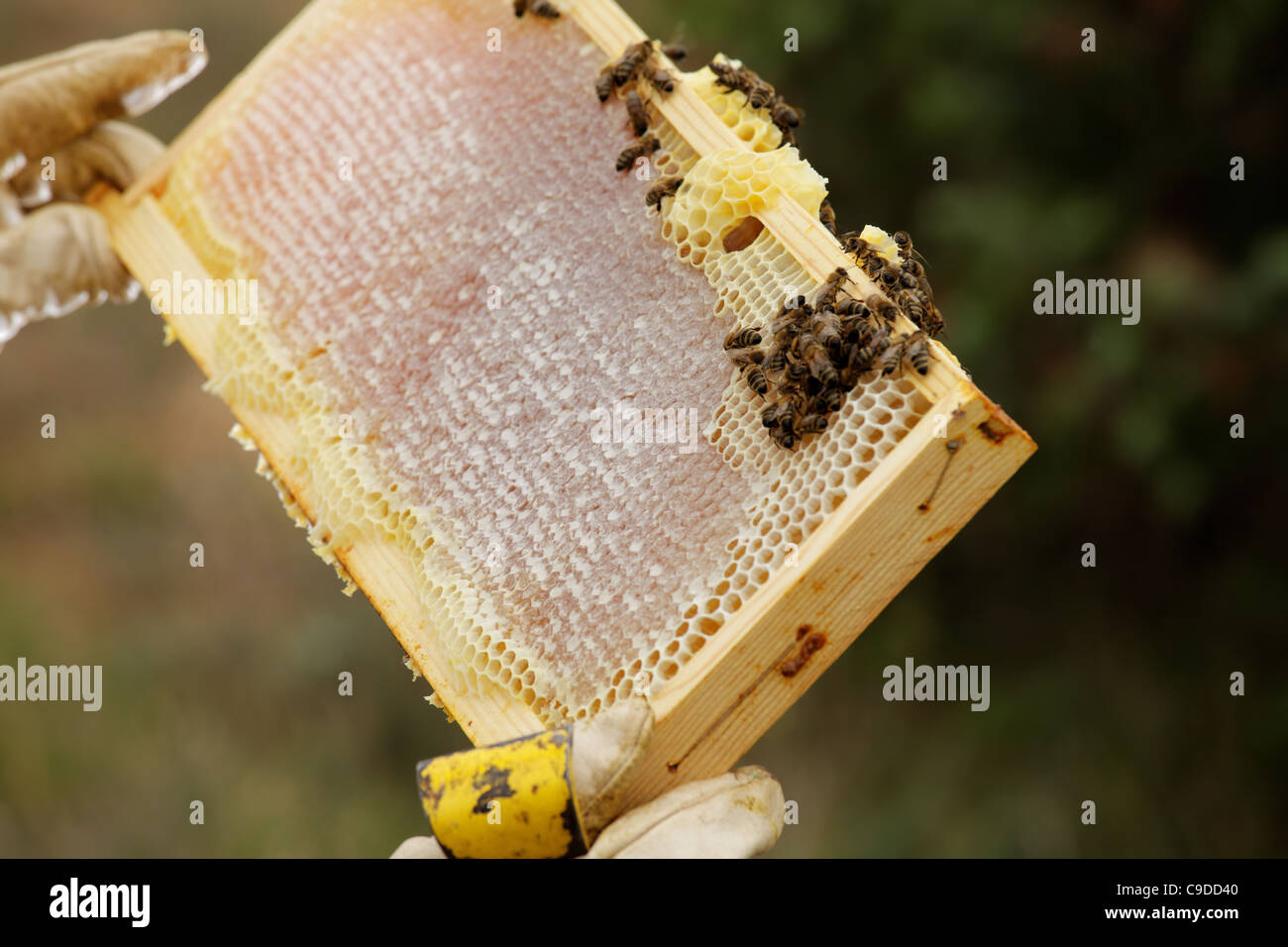bees on beehive frame Stock Photo Alamy