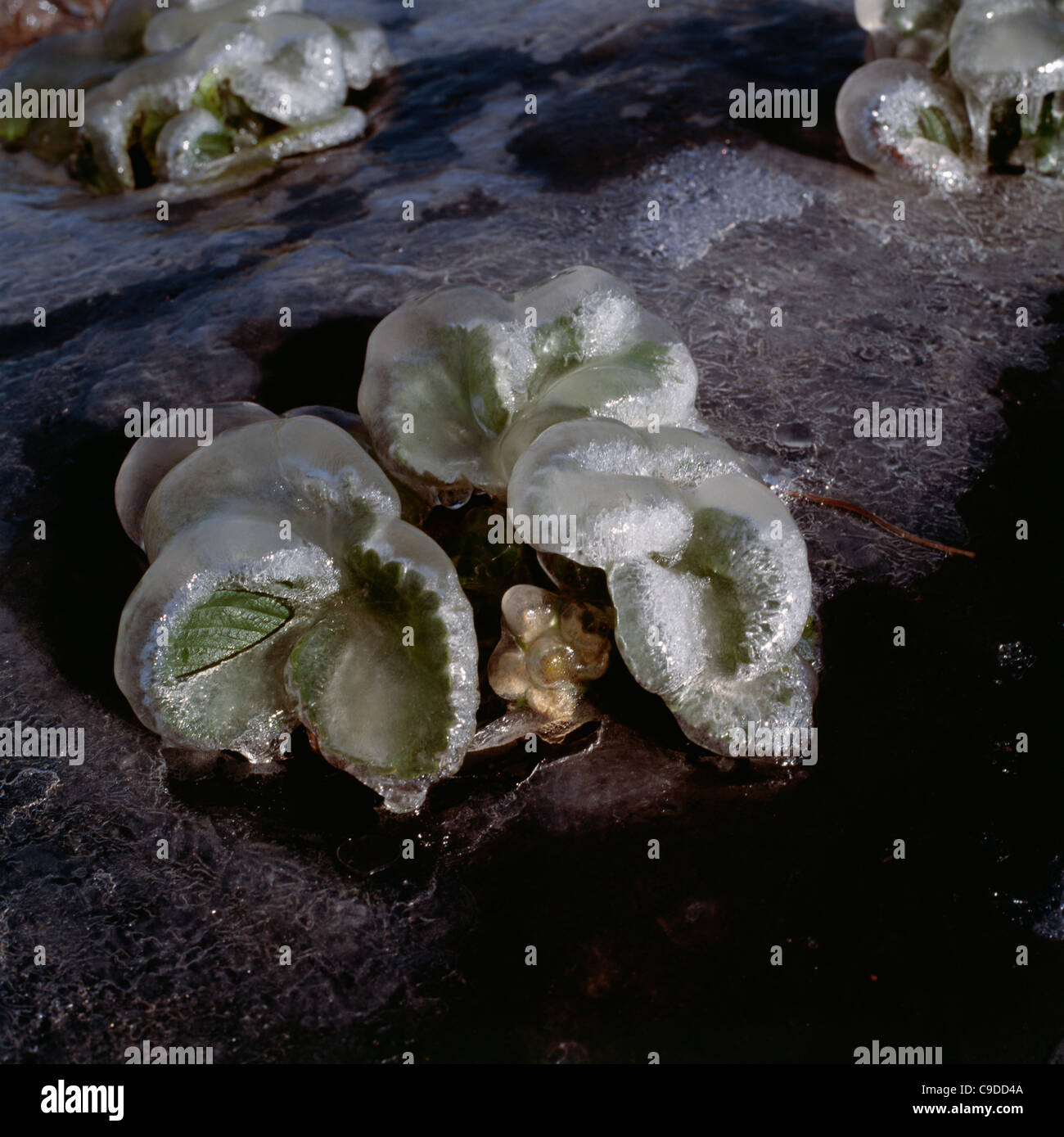 Strawberries in bloom being irrigated to protect from frost damage