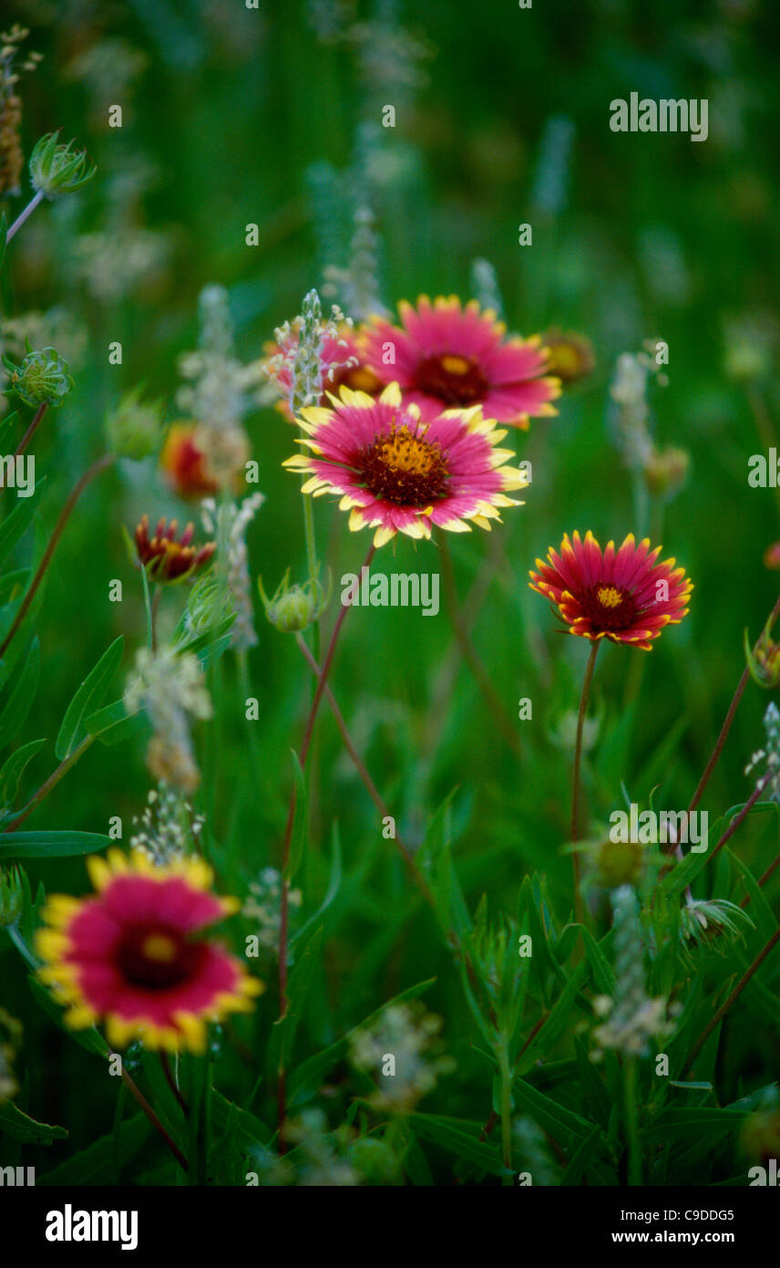 Close-up of wildflowers Stock Photo - Alamy