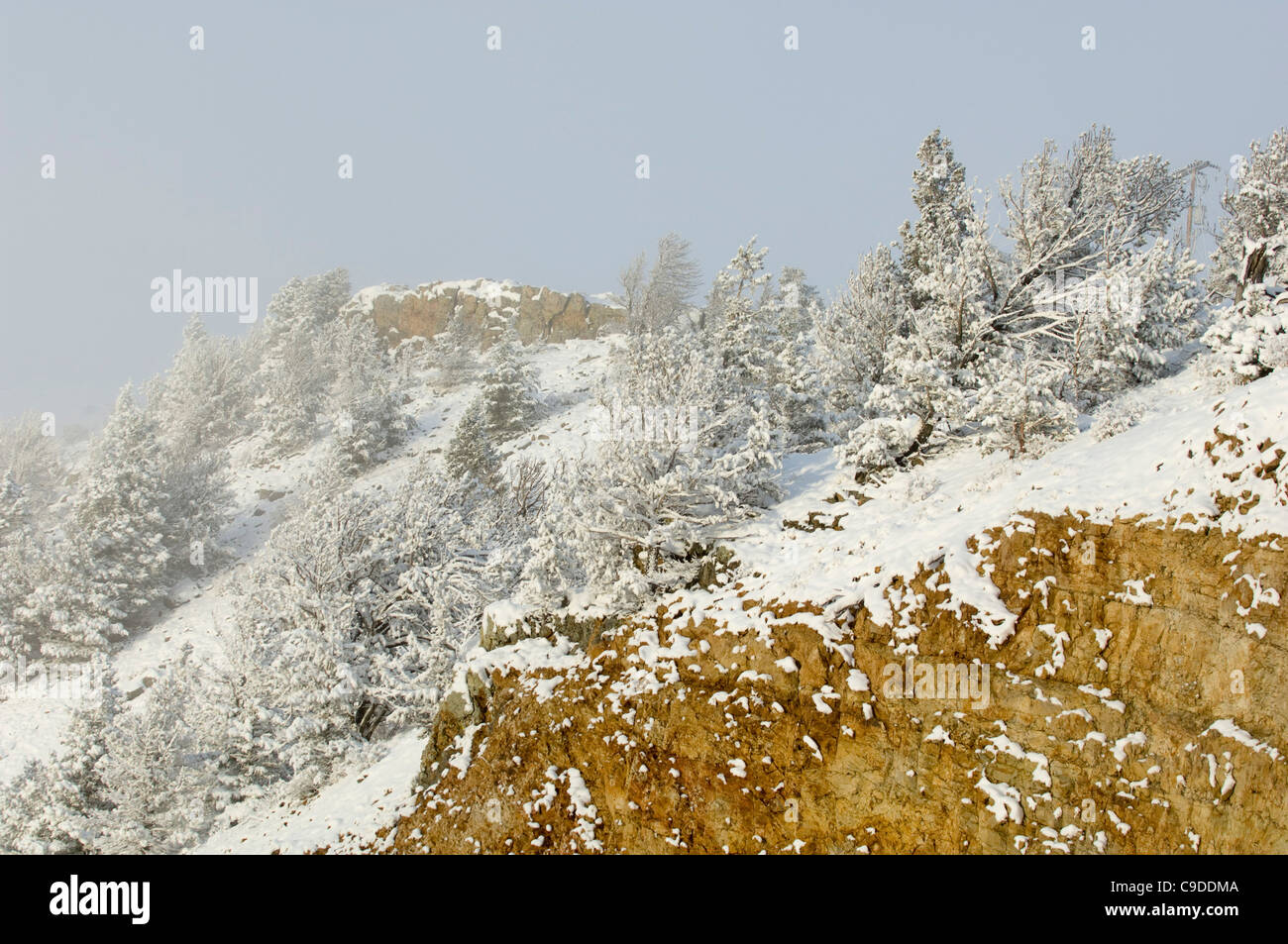 Snow covered trees on a mountain, Chief Joseph Scenic Byway, Wyoming, USA Stock Photo