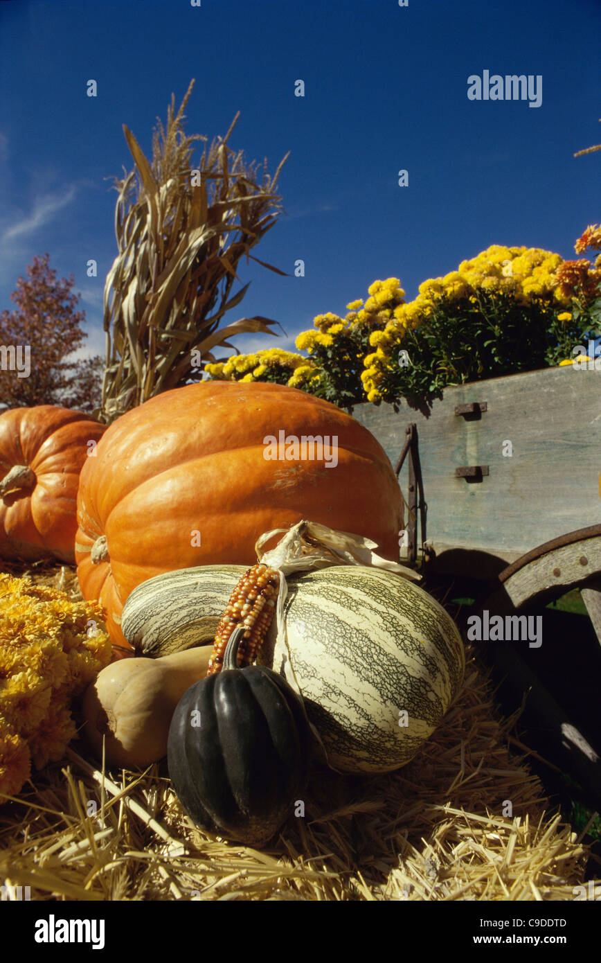 Gourds and pumpkins near a wagon Stock Photo Alamy