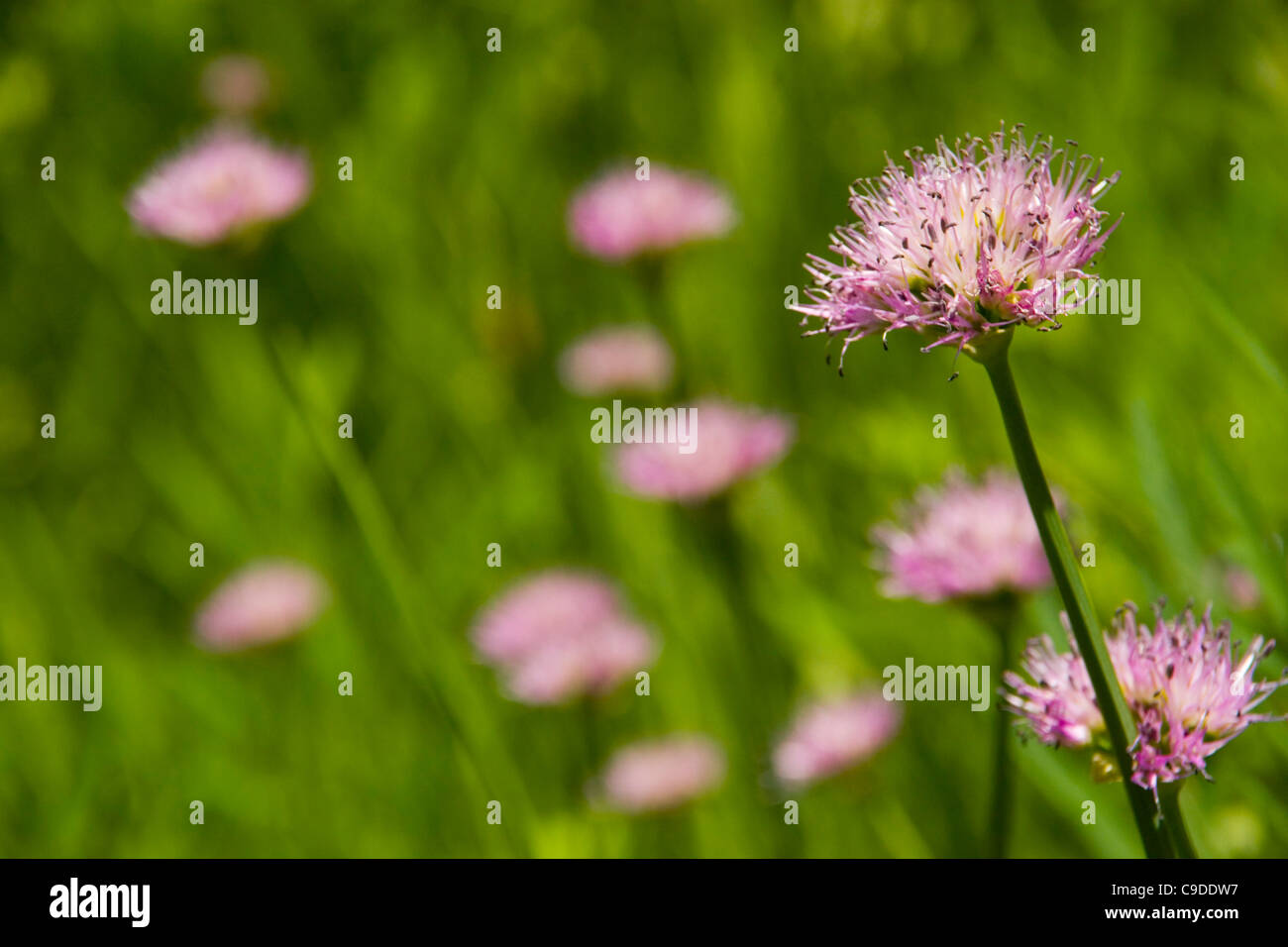 Onion flower stem hi-res stock photography and images - Alamy