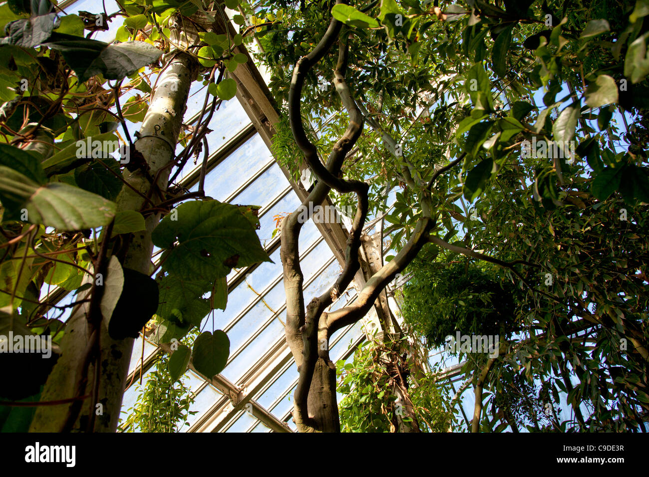 Inside Temperate House Greenhouse at Kew Gardens in London Stock Photo
