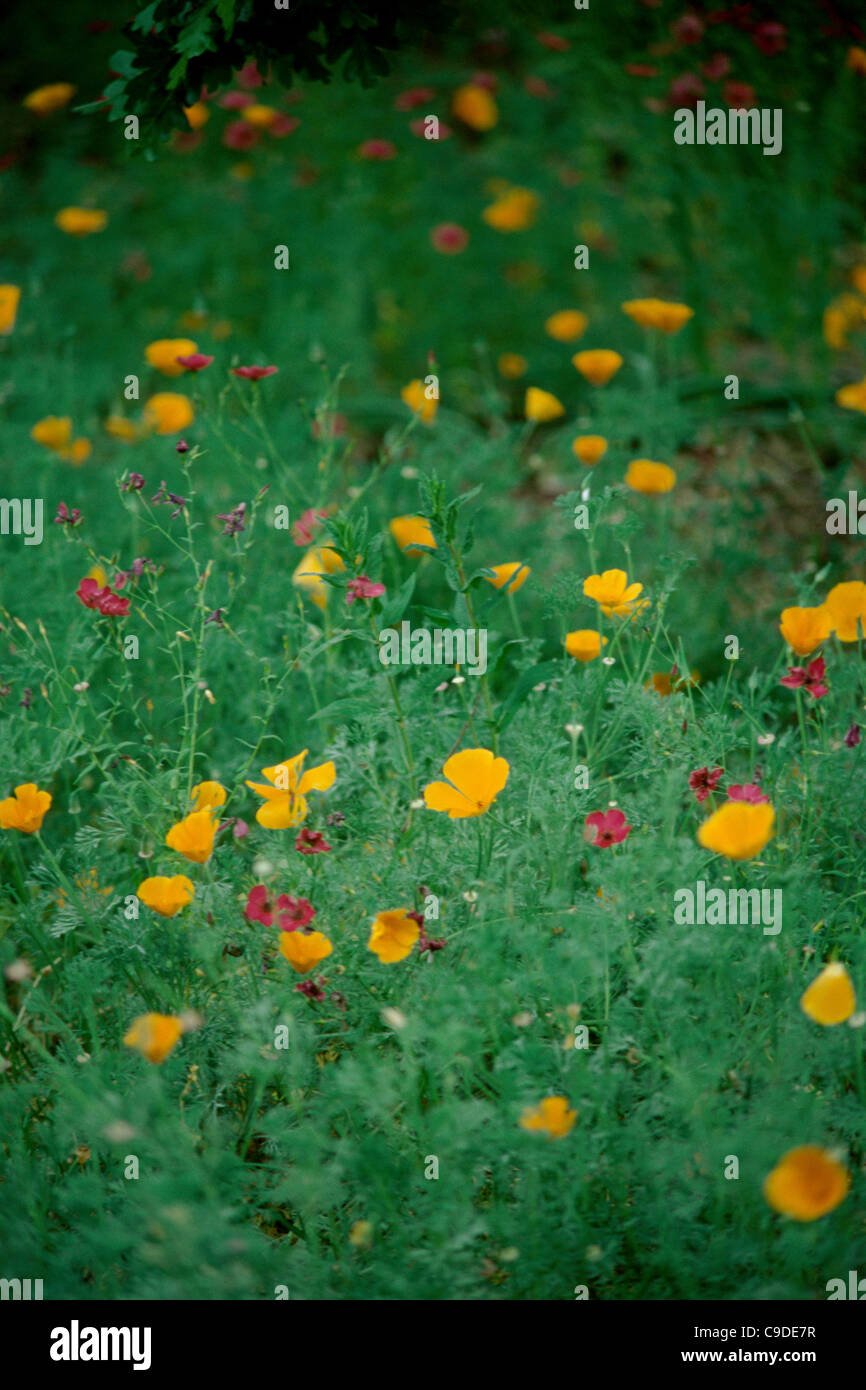 Wildflowers up close hi-res stock photography and images - Alamy