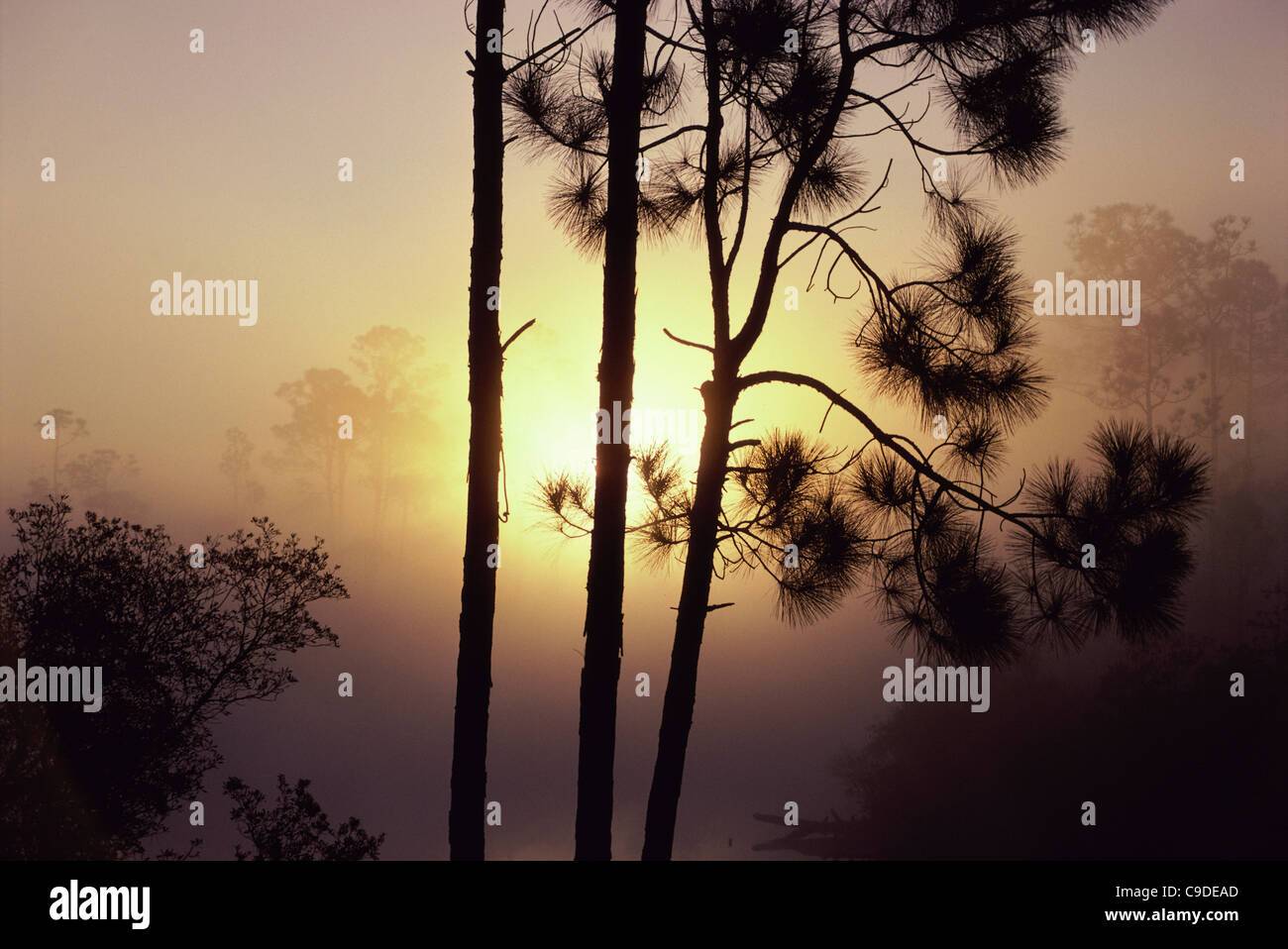 Silhouette of trees during sunrise Stock Photo - Alamy