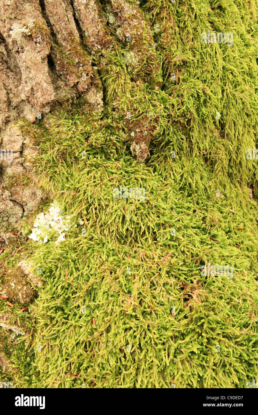 base of an old tree trunk with moss and lichen on it Stock Photo