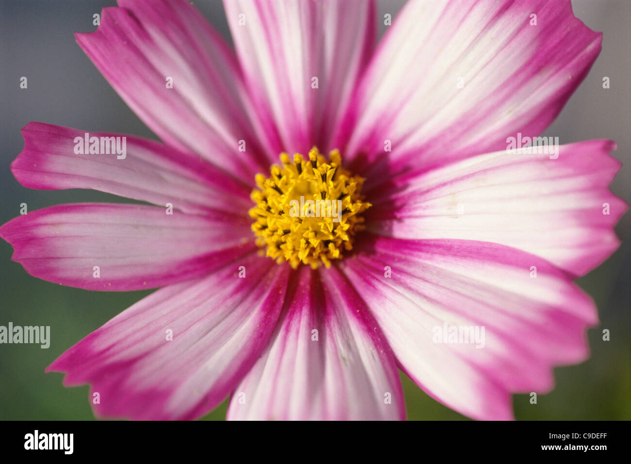 Close up cosmos flower in hi-res stock photography and images - Alamy