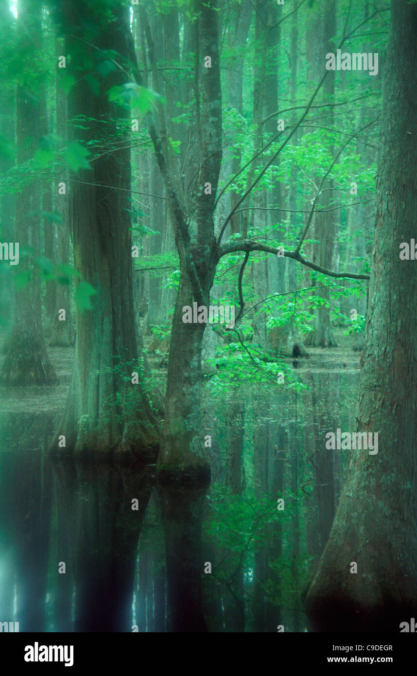 South carolina trees hi-res stock photography and images - Alamy