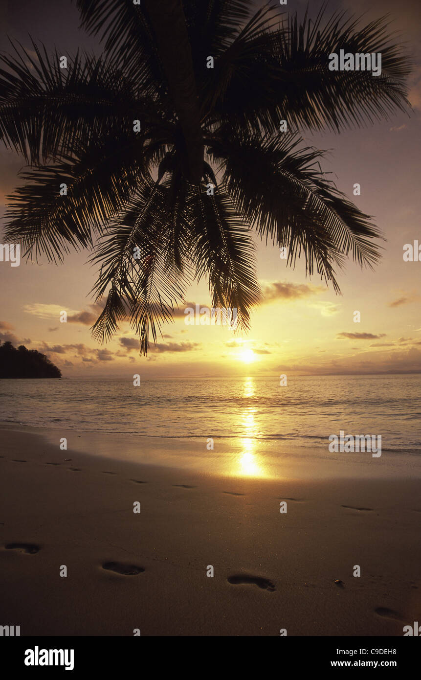 Palm tree at a beach during sunset, Costa Rica Stock Photo - Alamy