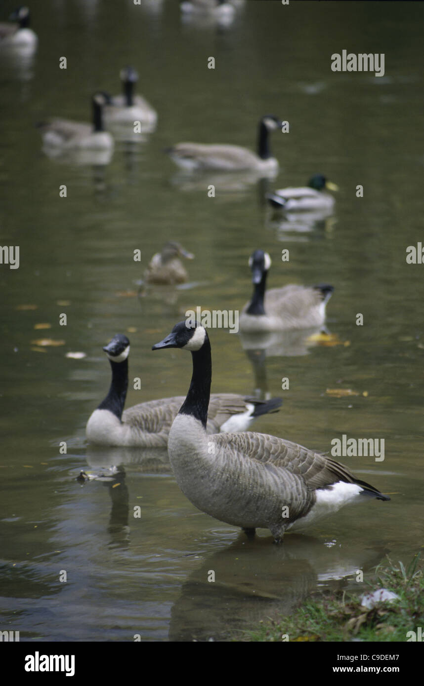 Geese In Water Canada Geese swimming in water Stock Photo - Alamy