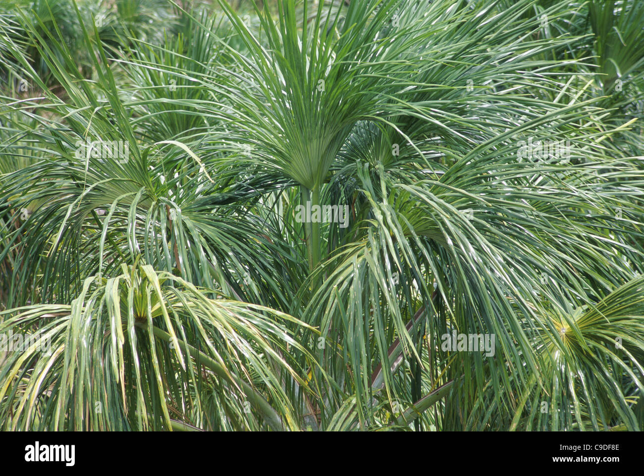 Moriche palm trees, Venezuela Stock Photo - Alamy