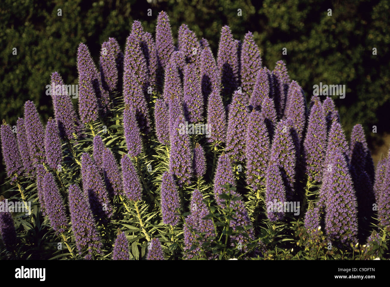 Florets hi-res stock photography and images - Alamy