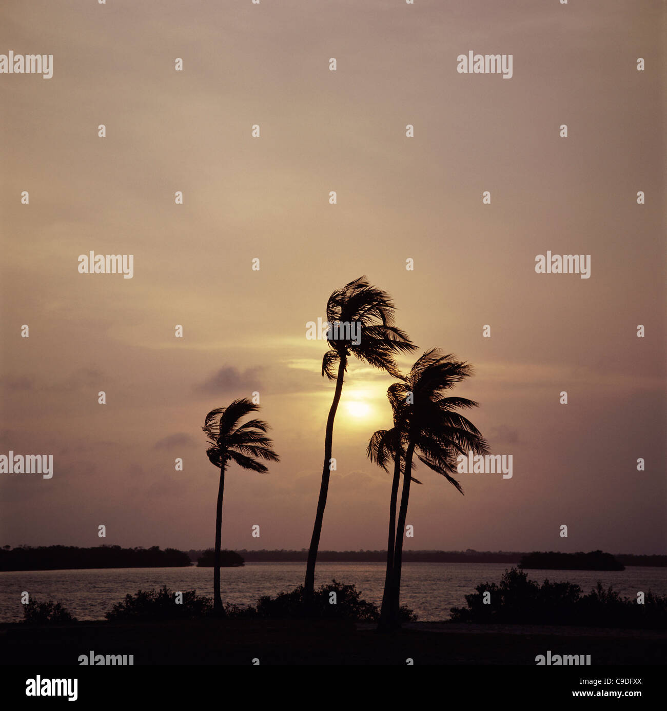 Silhouette of palm trees on a beach during sunset Stock Photo - Alamy