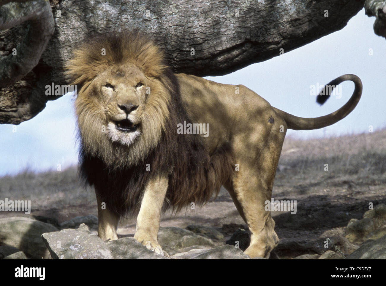 Standing on a lion hi-res stock photography and images - Alamy