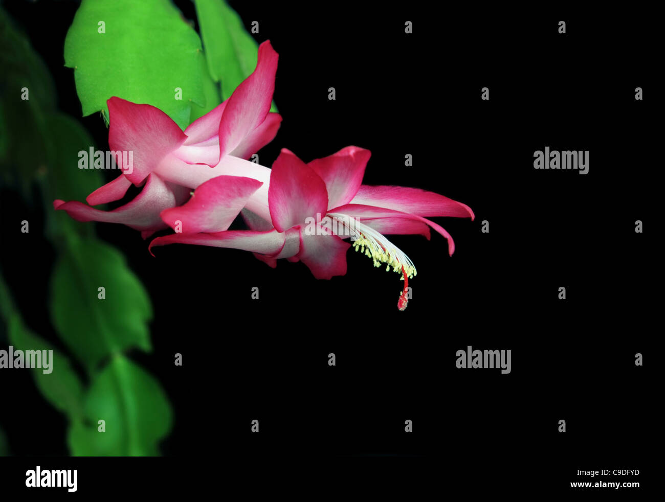 pink and white christmas cactus flower with dark background Stock Photo