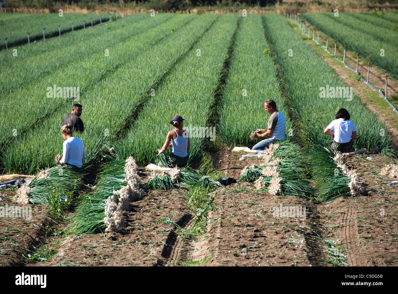 Harvesting workers hi-res stock photography and images - Alamy
