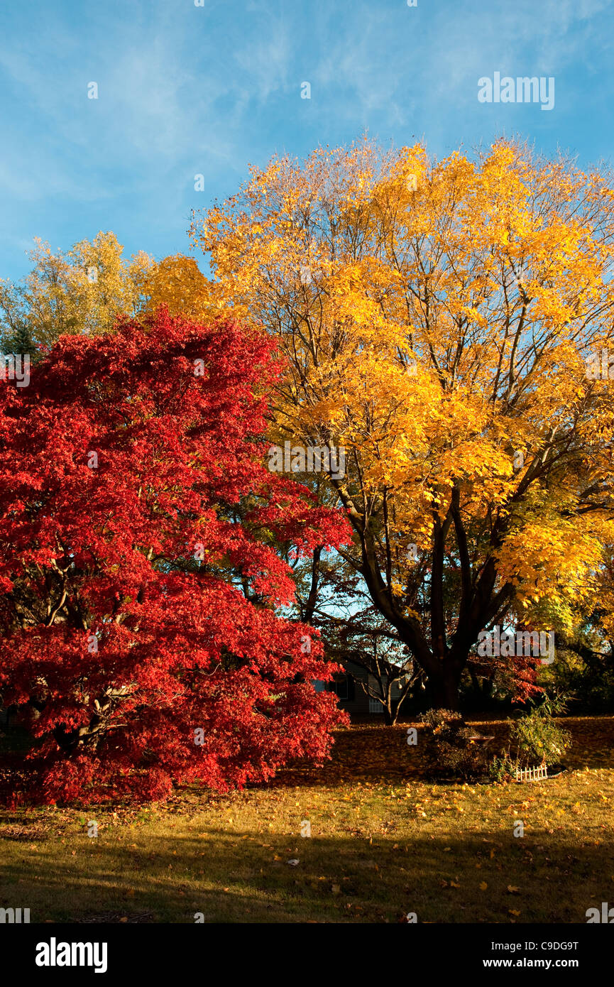 Maple trees in a park, Dover, Kent County, Delaware, USA Stock Photo