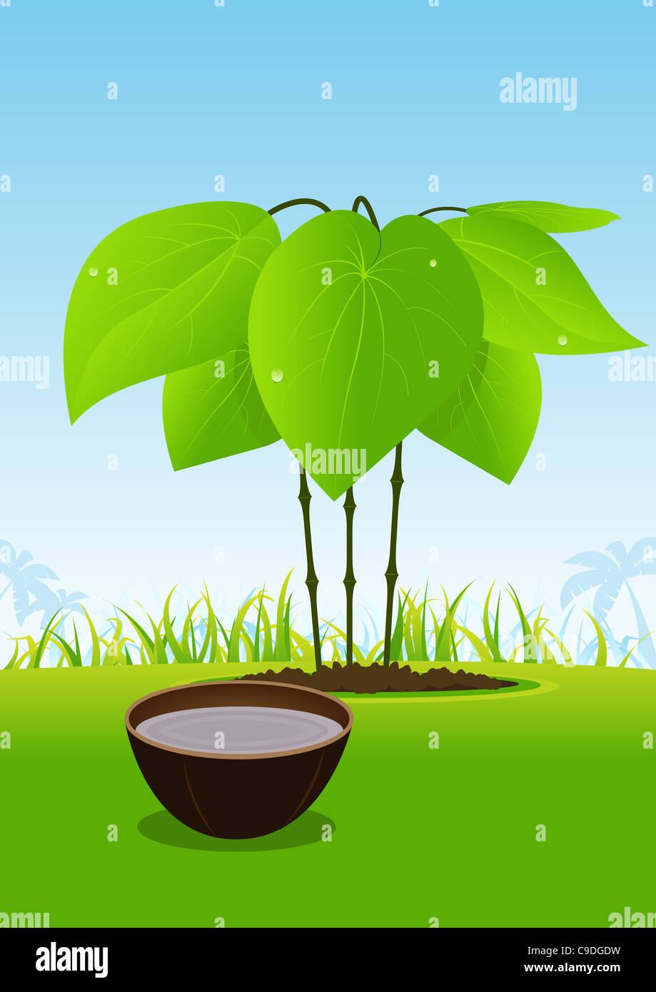 Illustration of this famous exotic plant juice, made from the fluid naturally contained in its
